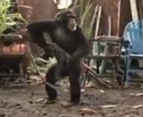 machine gun monkey ak-47 viral video