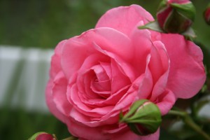 rose high resolution