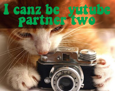 Youtube partner cat kitten